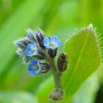 Myosotis minutiflora 花