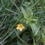 Lysimachia nemorumBlüte