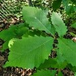 Quercus michauxii Leaf