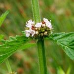 Lycopus europaeus Flower