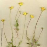 Jacobaea minuta Other