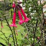 Cantua buxifolia Cvet