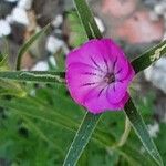 Agrostemma githago Квітка