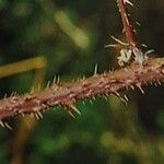 Rubus meierottii Kabuk