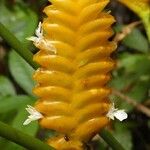 Calathea crotalifera Flower