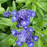 Salvia farinacea Flower