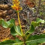 Palicourea rigida Flower