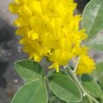 Medicago arboreaFlower