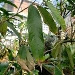 Durio zibethinus Leaf