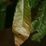 Quiina guianensis Foglia