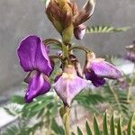 Tephrosia vogelii Flower