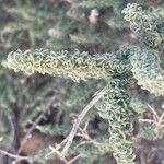 Adenocarpus viscosus Folla