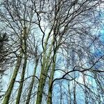 Populus × canescens Агульны выгляд