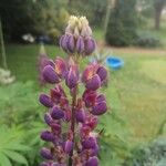 Lupinus × regalis Λουλούδι