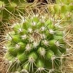 Mammillaria voburnensis 葉