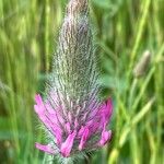 Trifolium purpureum Flower