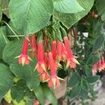Fuchsia boliviana Floare