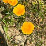 Eschscholzia lemmonii Blüte