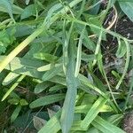Valeriana tuberosa 葉