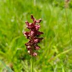 Anacamptis coriophora Květ