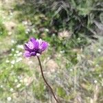 Dipterostemon capitatus Flower