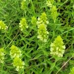 Sideritis hyssopifolia Flower