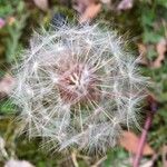 Taraxacum erythrospermum 果