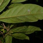 Ocotea leucoxylon Leaf