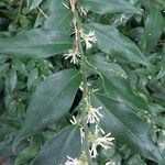 Sarcococca ruscifolia Foglia