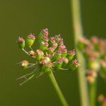 Oenanthe lachenalii ഫലം