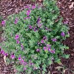 Polygala myrtifoliaFlower