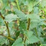 Chromolaena hirsuta Leaf