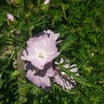 Malva alcea Flower