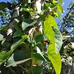 Tinospora cordifolia Leaf