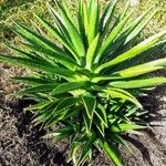 Agave decipiens Leaf