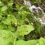 Scrophularia alpestris Flor