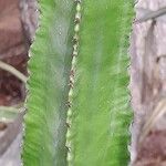 Euphorbia abyssinica Bark