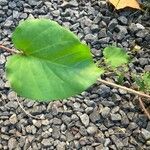 Jacquemontia tamnifolia Leaf