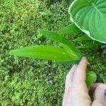 Iris cristata Leaf