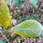 Salix atrocinerea Feuille