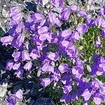 Campanula cochleariifolia Flower