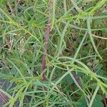 Senecio inaequidens Leaf