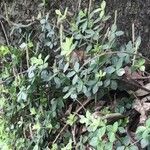Peperomia tetraphylla Tervik taim