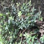 Peperomia tetraphylla Hábito