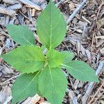Iva annua Fuelha