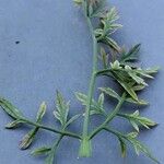 Ammi majus Leaf