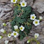 Saxifraga caesia Blüte