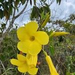 Allamanda cathartica Kvet