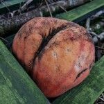 Cucurbita maxima Frukt