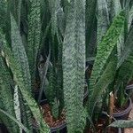 Dracaena zeylanica List